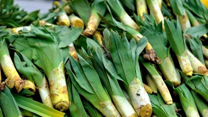 Pazar tezgahlarının gizli şifası! Çiriş otu ve bilinmeyen faydaları