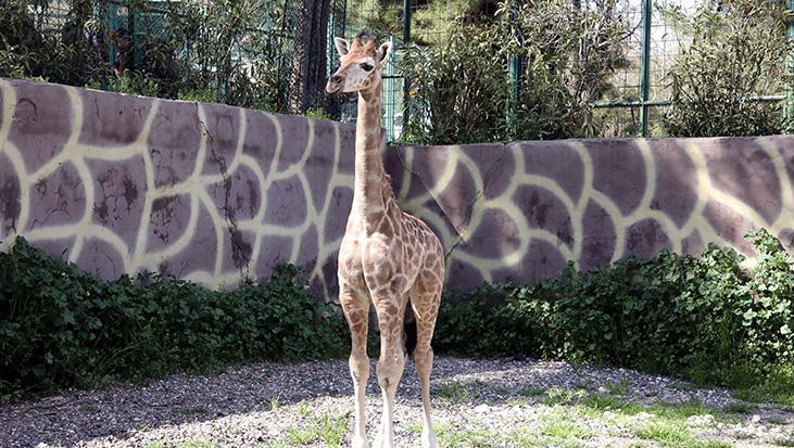 Türkiye’de doğan ilk zürafa yavrusunun ismi anketle belli olacak