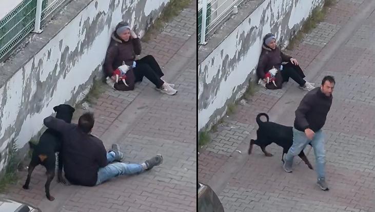 Ümraniye’de Rottweiler dehşeti! Ağızlıksız köpek, küçük ırk köpeğe saldırdı, sahibi yakalandı
