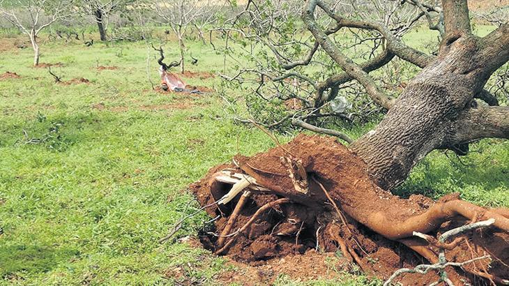 Fıstıkta ‘VAR’ yılı ‘YOK’ oldu