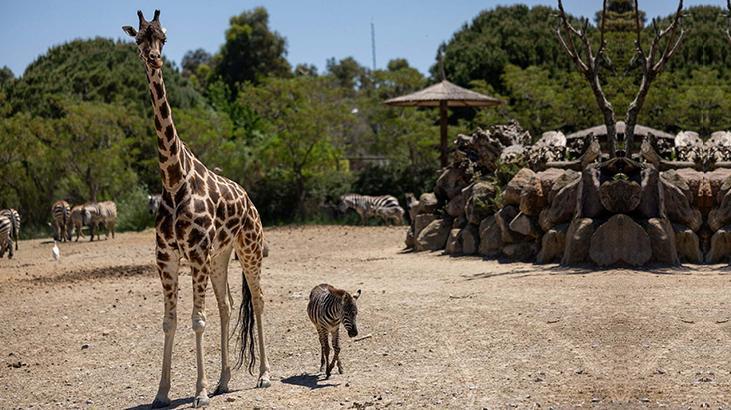 Yavru zebra ‘Gözde’ye zürafalar sahip çıktı