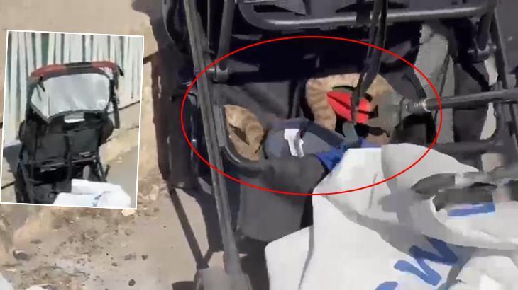 Şanlıurfa’da ağaçtan bebek arabasına düşen yılan panik yarattı