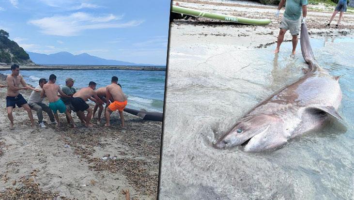 Yer: Kuşadası! 3 metrelik boz camgöz köpekbalığı kıyıya vurdu