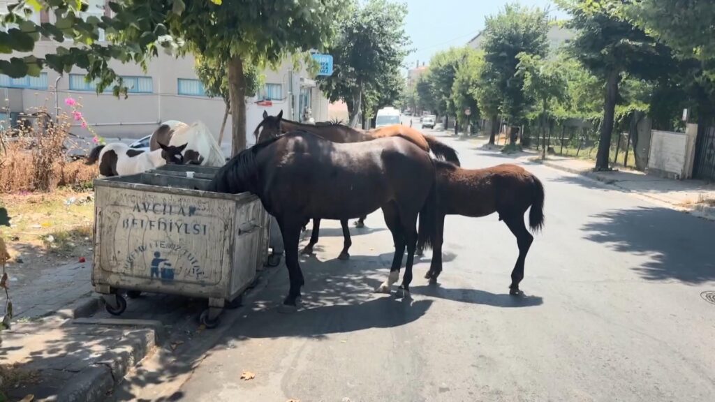 Avcılar’da başıboş yılkı atları! Çöpten besleniyor, yolları kapatıyorlar: Tehlike büyüyor