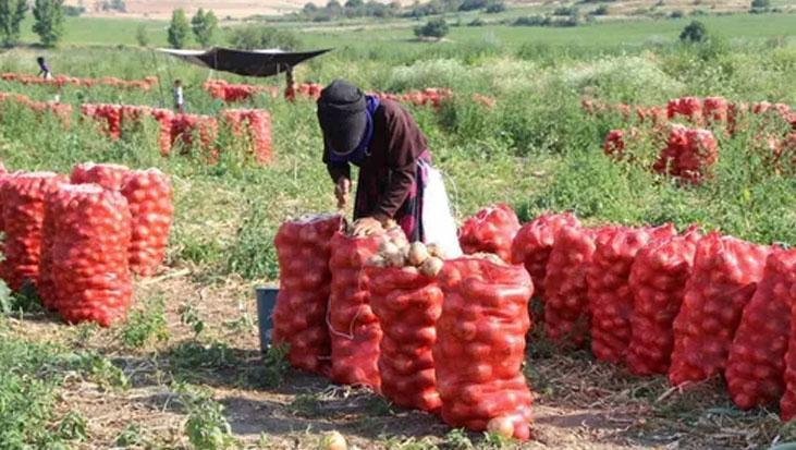 Çiftçiler 2 yıl zarar edince bu yıl daha az ekti! Soğan fiyatı 1 ayda 15 TL’den 70 TL’ye çıktı
