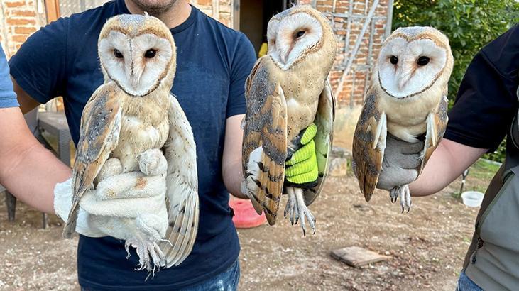 Ordu’da çatı katında bulunan 3 peçeli baykuş doğaya bırakıldı