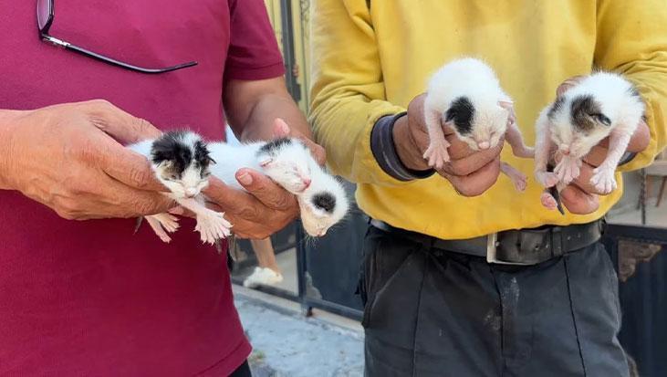 Temizlik görevlileri sesleri duydu! Çöpteki ağzı bağlı poşetten 5 yavru kedi çıktı